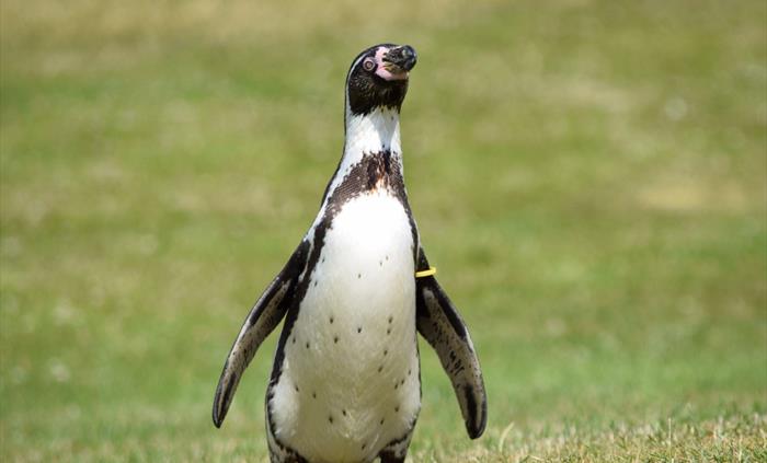 Humboldt Penguin